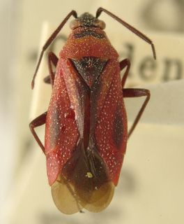 Heterocordylus malinus, AMNH PBI00099705