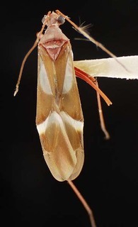 Coquillettia attica, AMNH PBI00125542