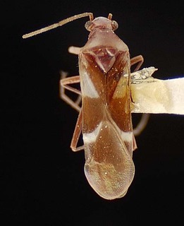 Coquillettia balli, AMNH PBI00125438