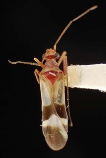 Coquillettia impluviata, AMNH PBI00121463