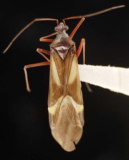 Coquillettia pergrandis, AMNH PBI00121385