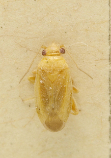 Orthotylus orientalis, AMNH PBI00099720