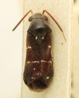 Pilophorus niger, AMNH PBI00099723