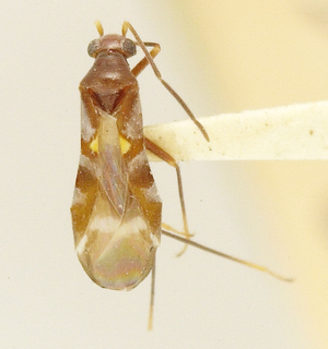 Sericophanes parviceps, AMNH PBI00099727