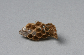 Parapolybia nodosa, AMNH HYM00000622