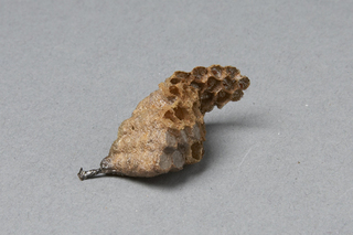 Parapolybia nodosa, AMNH HYM00000622