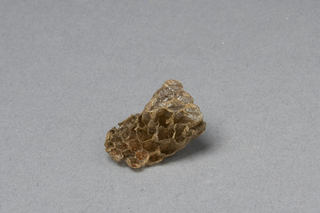 Parapolybia nodosa, AMNH HYM00000719