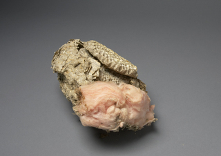 Vespula germanica, AMNH HYM00000977