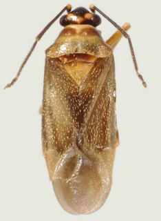 Calidroides schaffneri, AMNH PBI00021882