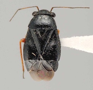 Slaterocoris croceipes, AMNH PBI00108135
