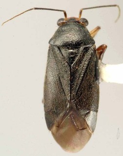 Slaterocoris maculatus, AMNH PBI00093263
