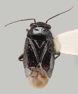 Slaterocoris robustus, AMNH PBI00108075