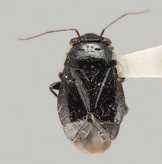 Slaterocoris robustus, AMNH PBI00111030