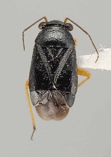 Slaterocoris sparsus, AMNH PBI00108141