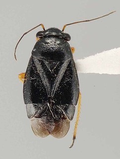 Slaterocoris sparsus, AMNH PBI00108142