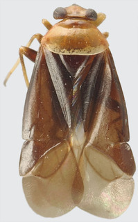 Jornandes robustus, AMNH PBI00119079