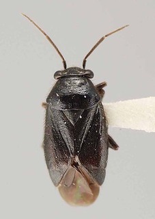 Slaterocoris alpinus, AMNH PBI00118448