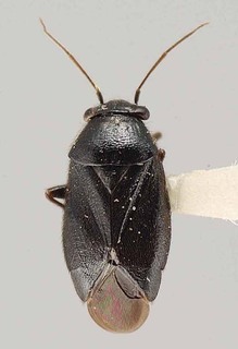 Slaterocoris alpinus, AMNH PBI00118449