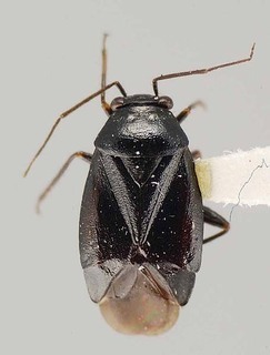 Slaterocoris atritibialis, AMNH PBI00111412