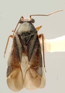 Slaterocoris maculatus, AMNH PBI00118408