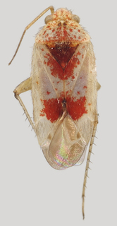 Wallabicoris spyridii, AMNH PBI00129921