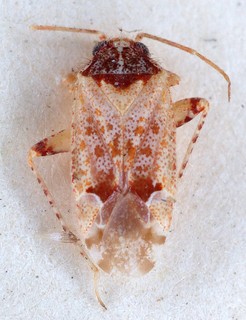 Atomophora oculata, AMNH PBI00147253