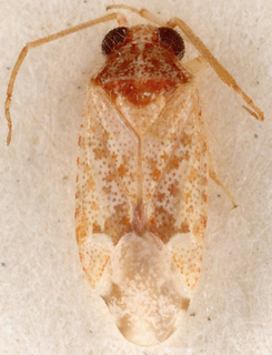 Atomophora oculata, AMNH PBI00147398