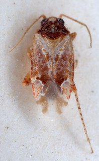 Atomophora oculata, AMNH PBI00147407