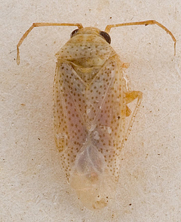 Camptotylidea alba, AMNH PBI00145753