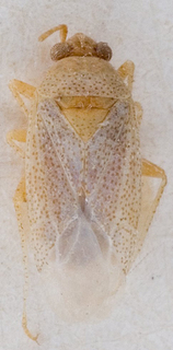 Camptotylidea alba, AMNH PBI00145979