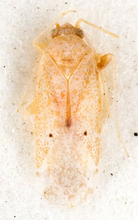 Camptotylidea ceratoides, AMNH PBI00146837