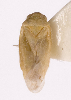 Camptotylidea ephedrae, AMNH PBI00146858