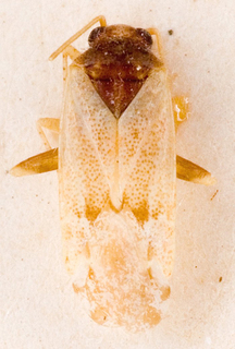 Camptotylidea ephedrae, AMNH PBI00146860