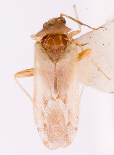Camptotylidea ephedrae, AMNH PBI00146861