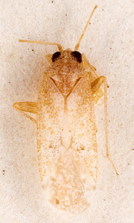 Camptotylidea incarnata, AMNH PBI00146529