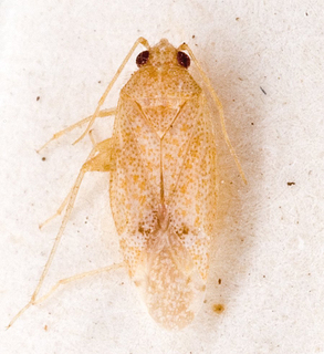 Camptotylidea incarnata, AMNH PBI00146531