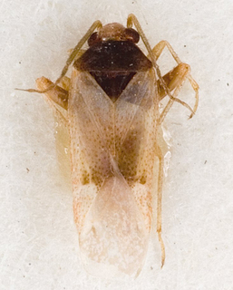 Camptotylidea obscurata, AMNH PBI00146423