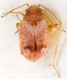 Camptotylidea obscurata, AMNH PBI00146452