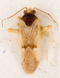 Camptotylidea obscurata, AMNH PBI00146469