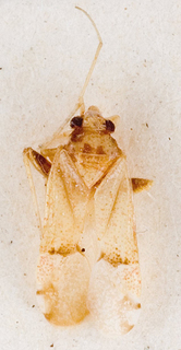 Camptotylidea perirata, AMNH PBI00146378