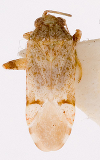 Camptotylidea salsola, AMNH PBI00146207