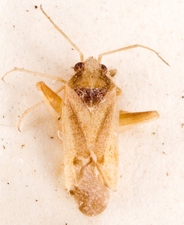 Camptotylidea striata, AMNH PBI00146770