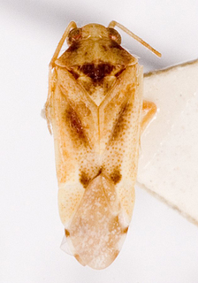 Camptotylidea striata, AMNH PBI00146783