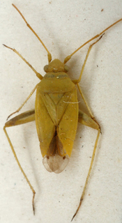 Eurycolpus bipunctatus, AMNH PBI00147634