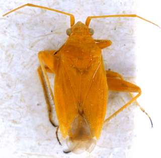 Eurycolpus flaveolus, AMNH PBI00147425
