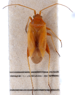 Eurycolpus flaveolus, AMNH PBI00147650
