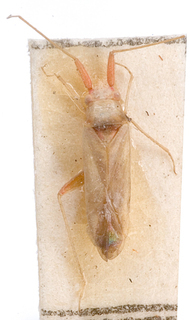 Nasocoris artemis, AMNH PBI00146652