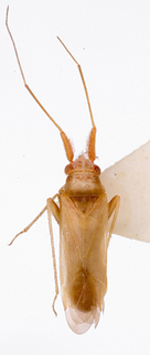 Nasocoris artemis, AMNH PBI00146653