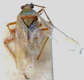 Oncotylus persicus, AMNH PBI00146869