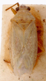 Oncotylus persicus, AMNH PBI00146872